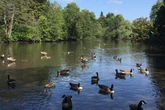Birmingham has an ancient deer park hidden behind one of the city's busiest commuter roads