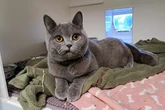 Cruel cat owner left 'gentle' pet with fractured spine and other horror injuries