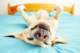 Dog owner shares 'common habit' that could be upsetting your pooch
