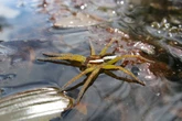 Giant fish-eating spiders make 'comeback' the UK as numbers surge