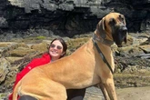 Couple forced to sell car and move house because of 'pony-sized' dog
