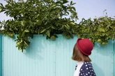 Lawyer settles debate on 'rights' to cut your neighbour's overhanging trees