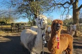 'Wonderful' farm near Birmingham offers walks with 'cheeky gang of alpacas' for just £8