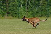 Dog attack inside gym leaves woman with 'lumps of fat falling out of leggings'