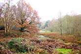 Gardeners warned it's the 'worst time' for common task that leaves trees 'vulnerable'