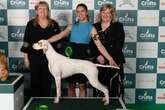 Crufts 2025 Day 3 full list of every breed winner for Gundogs