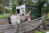 Sedgley pair sentenced for neglecting donkeys found in emaciated condition in muddy field