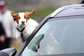 Driving expert shares hack to driving with dogs - and avoiding £5k fine