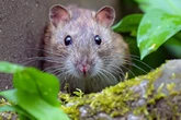 Rats 'as big as cats' sweeping Spanish hotspot with UK tourists warned