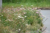 'A complete mess' and 'absolutely beautiful' - Verdict on Solihull's wild verges