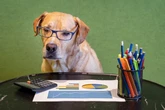 Is your dog better at maths than a two-year-old?