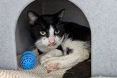 Hero schoolboy saves cat being beaten by gang of yobs