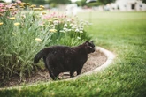 'My kids can't play in the garden because of our neighbour's cats - it's stressing me out so much'