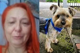 Distraught dog owner 'can't sleep' after pet snatched from outside Birmingham Post Office