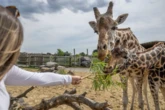 West Midlands Safari Park has a new animal feeding experience and it only costs £5
