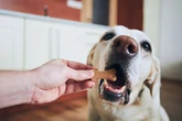 Vet shares five dog breeds future owners should avoid