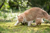 Disgruntled neighbour threatens to 'return' cat poo to owner in 'unfriendly' note
