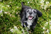 Dog owners issued autumn warning about 'life-threatening' disease
