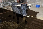 Major Birmingham loose bull update after 'escape from abattoir' theory