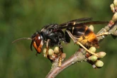 Invasion of killer Asian hornets as experts fear they are 'established' in UK