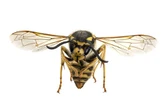 UK households warned over plague of 'murder wasps' as expert says 'buy cucumber'