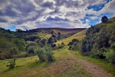 The 'perfect dog walk' according to Countryfile is only an hour from Birmingham