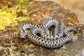 RSPCA issues UK 'snake warning' as heatwave sparks fears over sightings