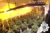 Inside Midlands cannabis farm worth £50,000 as arrest sparks immigration probe