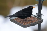 UK households warned over mosquito-borne disease threatening blackbirds