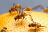 Exact method to stop fruit flies invading your home this year