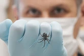 UK households warned to shut windows 'day and night' as venomous spider invading houses