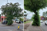 Calls for 'common sense' as council plans to fell trees worth £97k