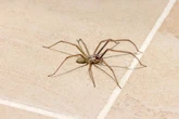 Easy hack to keep spiders in the garden and away from your home