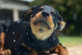 Smart trick to keep your dog cool in the hot weather - and it costs you nothing