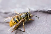 Radioactive wasps nest discovered at old Cold War nuclear weapons site