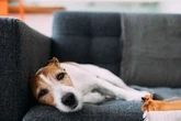 Vet reveals best time to walk dogs in heatwave and what temperature is too much