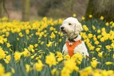 The UK's most dog-friendly town is just two hours from Birmingham