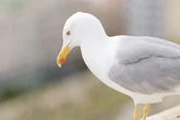 Hawks and falcons to be deployed in Worcester city centre in £60k bid to scare off gulls
