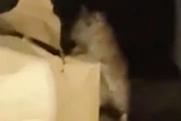 Birmingham hotel guest horrified as 'rat runs up leg' and 'cat-sized' rodents caught on camera