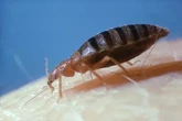 3 signs of bed bugs as experts warn of 'high risk' hotels