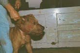 Two men jailed for dog fights in Birmingham basement lasting hours at a time