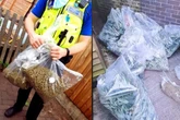 Cannabis farm raided on High Street in Bloxwich