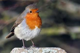 UK households urged to help save species disappearing from gardens this Autumn