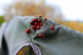 Swarms of ladybirds invading UK homes as expert explains phenomenon