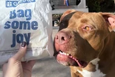 Greggs-obsessed Birmingham dog becomes local legend - and has ironic name