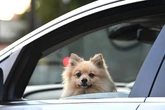 Drivers warned over 7 heatwave mistakes as temperatures set to hit 38C