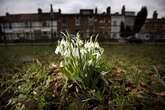 Gardeners told to plant these five bulbs 'now or suffer in spring'