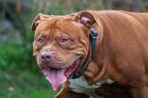 XL bully owners get £79k payout after 400 pets given lethal jab