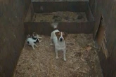 Man banned from keeping animals for 10 years after dogs and ferrets found 'covered in faeces'
