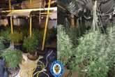 Arrest as police bust £200k cannabis factory on industrial estate